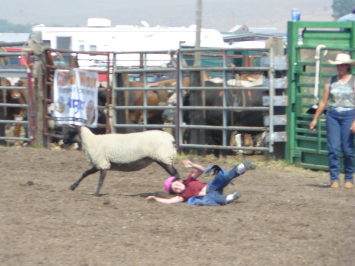 Good Ride Cowboy! Mutton Bustin' at the Helmville Rodeo